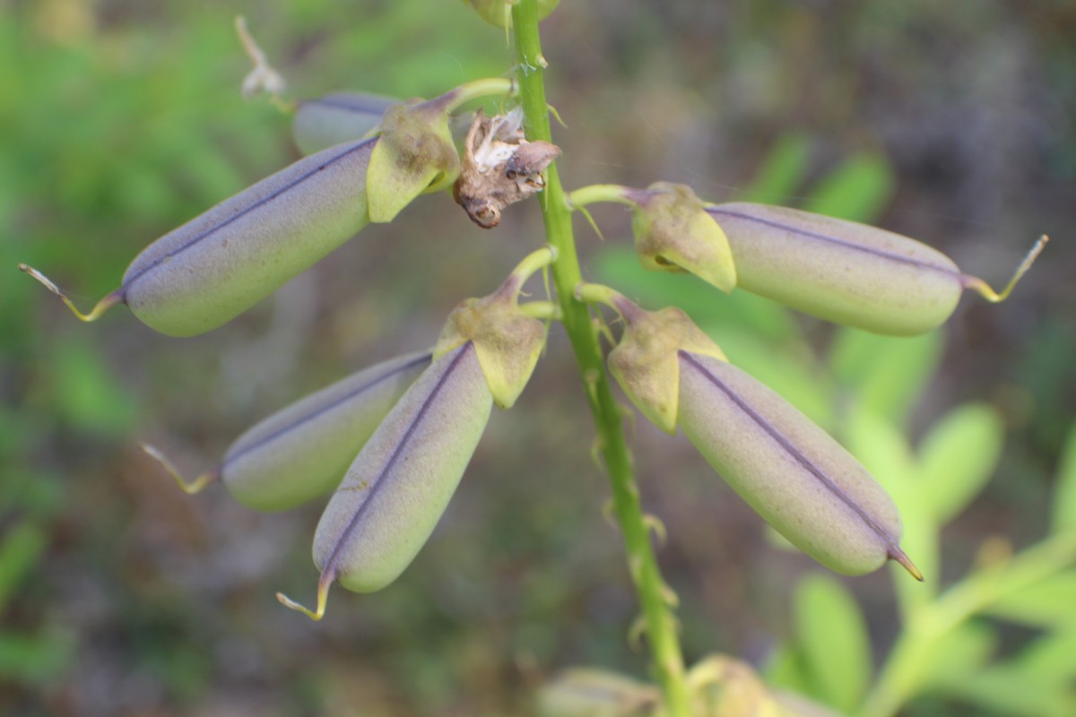 Crotalaria